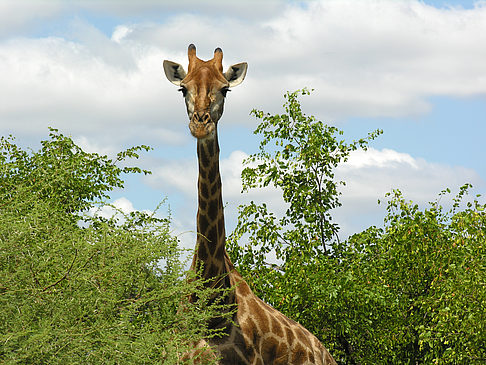 Fotos Giraffe | 